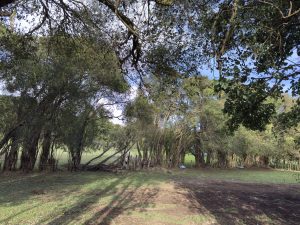 A lush landscape featuring a cluster of tall trees with dense foliage against a bright blue sky. The ground is grassy, with patches of sunlight creating patterns on the earth.