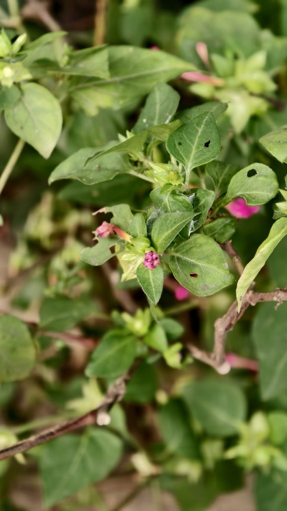 Small pink flower buds emerge from a green plant with several leaves showing small holes from insects.