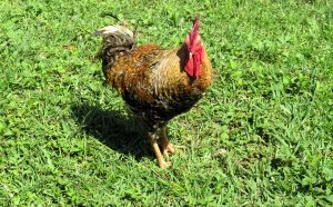A colorful rooster with mottled brown, black, and gold feathers stands in a patch of bright green grass. Its prominent red comb and wattles provide a sharp contrast to its neutral-toned plumage. The bird is captured in the sunlight, casting a small shadow on the lush, wild turf that surrounds it.