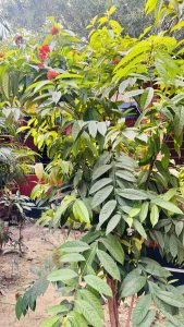 A medium shot of a tall ixora bush with green leaves and red flowers in a sandy yard beside a red building, surrounded by tropical plants.
