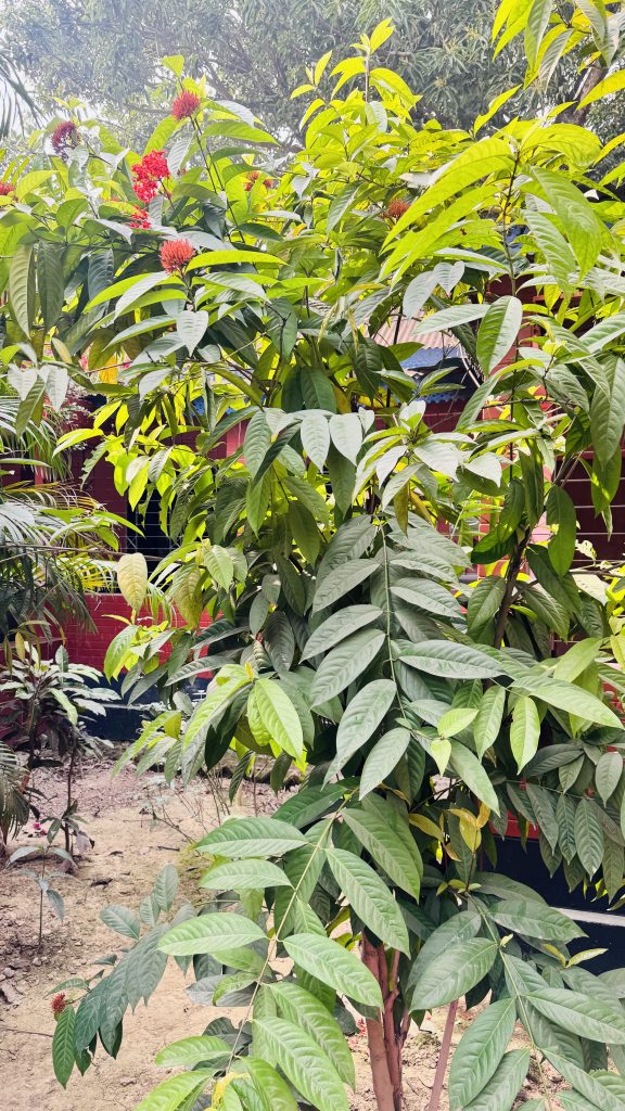 A medium shot of a tall ixora bush with green leaves and red flowers in a sandy yard beside a red building, surrounded by tropical plants.