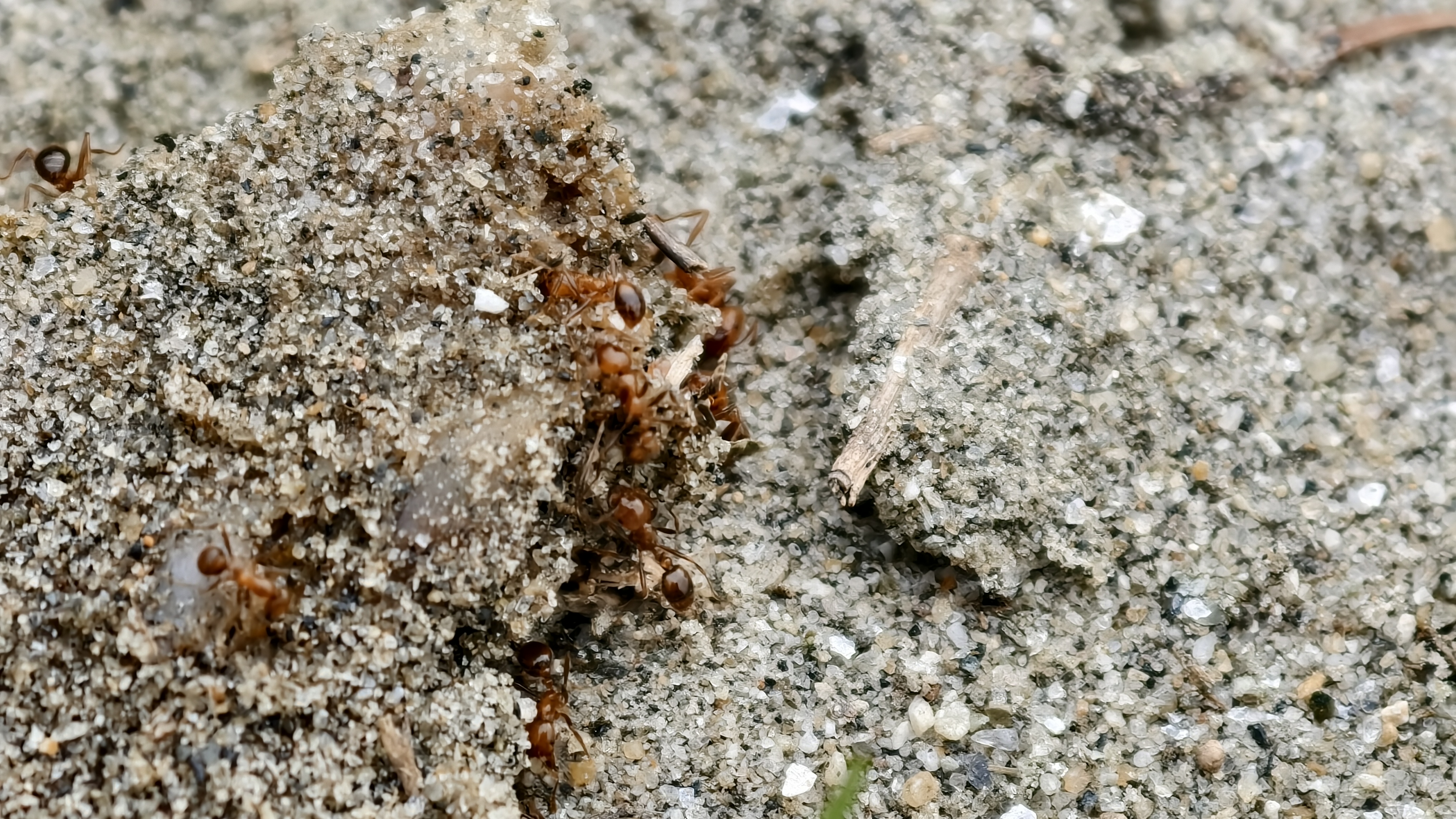 Close up shot of several brown ants crawling over a small mound of sand and grit.