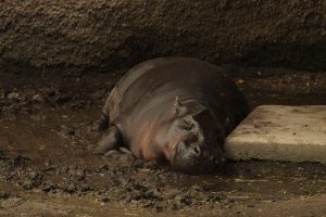 A hippo resting beside a muddy pool at Zoo Miami.