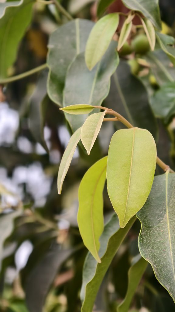 A close up of light green and yellowish new growth on a tree branch with large dark green leaves.
