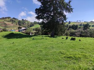 A vast green pasture with a large, solitary tree in the center, set against a backdrop of rolling hills and a clear blue sky.