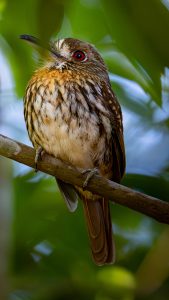 A close-up of a bird perched on a branch, surrounded by green foliage. 