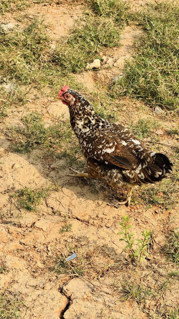 A brown-and-white speckled hen with a red comb stands on dry, patchy ground, facing left outdoors.