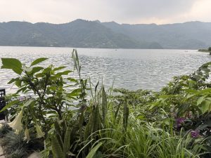 A serene lakeside view featuring lush green vegetation in the foreground with various plants, including large leaves and flowering species.