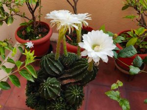 A potted cactus with large white flowers is surrounded by other potted plants on a tiled floor against a beige wall.