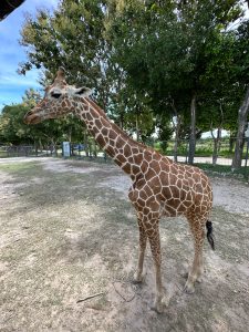 A young giraffe stands in a grassy area, surrounded by trees. It has a distinctive coat with brown patches and a long neck.