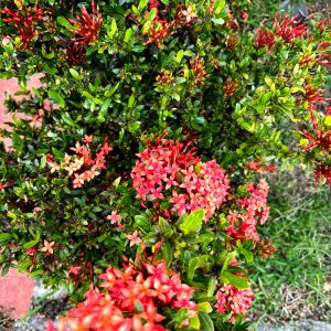 A close-up to a bush of red buganvillas