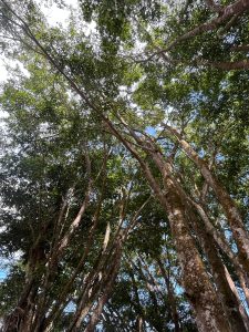 A view looking up towards the canopy of tall trees, with a mix of lush green leaves and branches against a bright blue sky. Sunlight filters through the dense foliage, illuminating the bark of the trees and creating a tranquil, natural atmosphere.