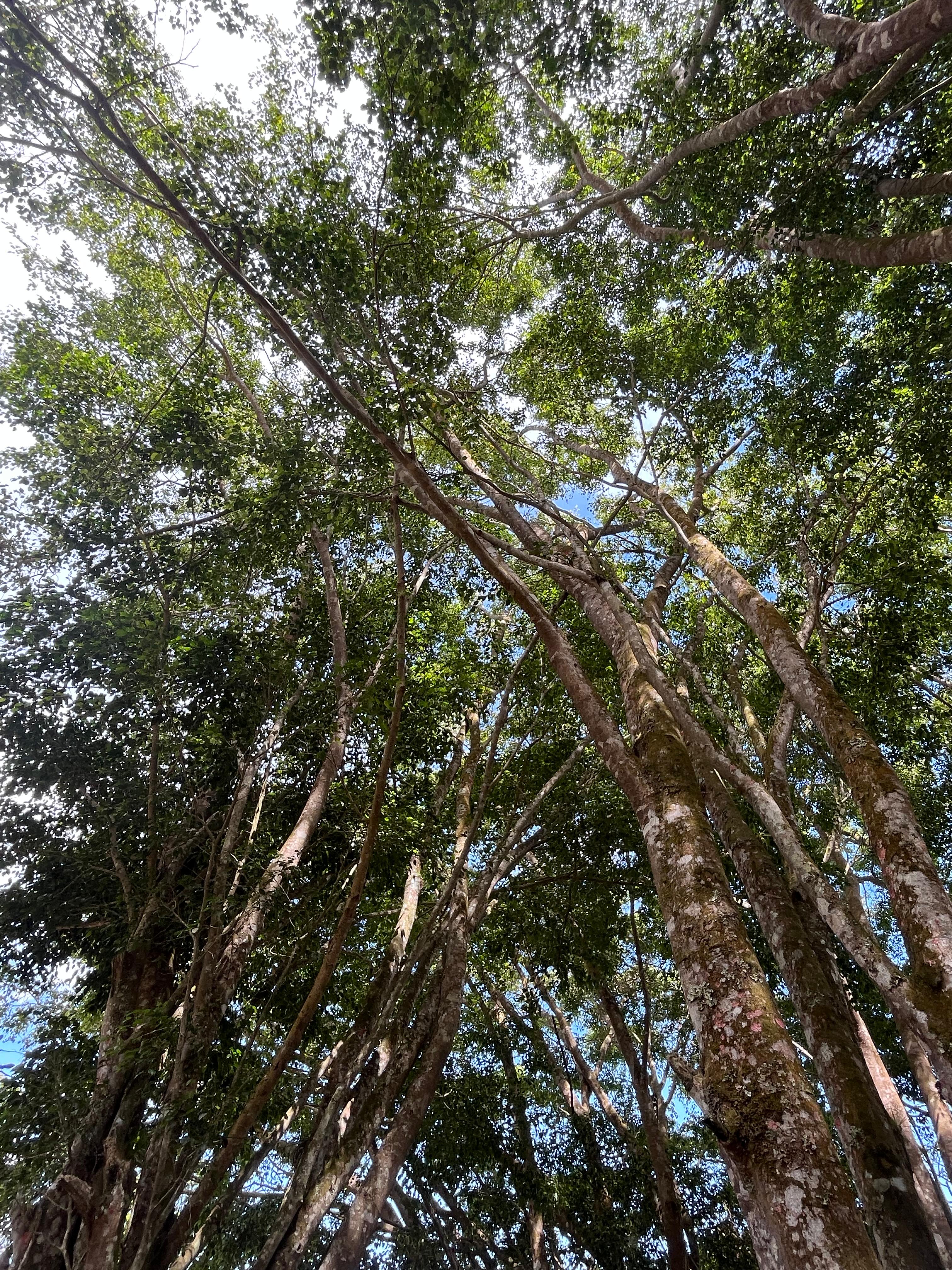 A view looking up towards the canopy of tall trees, with a mix of lush green leaves and branches against a bright blue sky. Sunlight filters through the dense foliage, illuminating the bark of the trees and creating a tranquil, natural atmosphere.