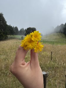 Hand holding small yellow flowers in a grassy field with a foggy background.