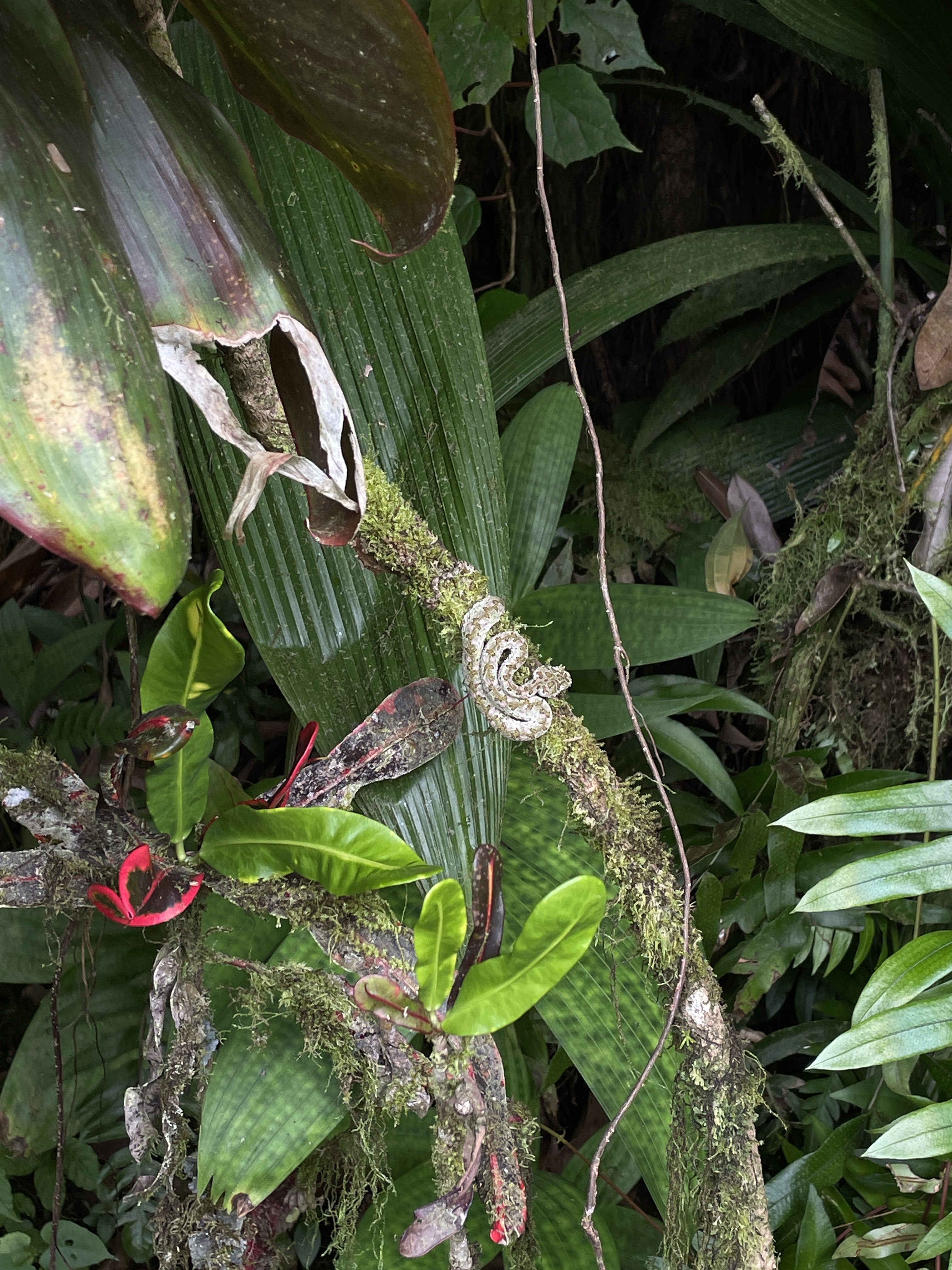 A dense tropical scene with lush green and reddish leaves, where a camouflaged green-gray snake rests on a branch among thick vegetation.