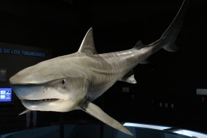 Gray striped shark specimen displayed in a museum exhibit; dark background