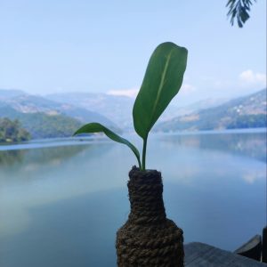 Small plant in a pot with Begnas lake in background
