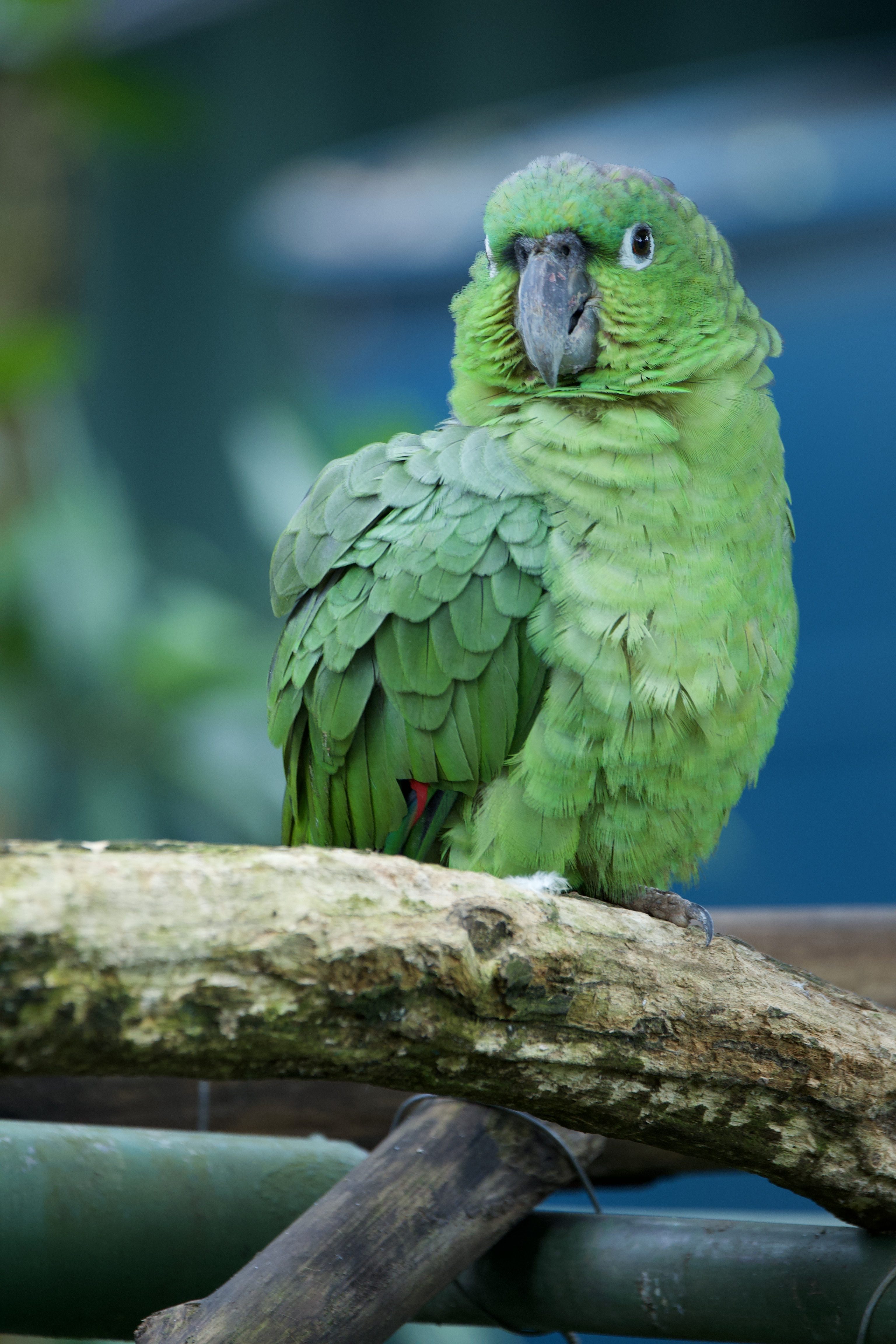 Green parakeet perched on a branch with natural background.
