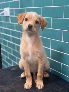 
A small, light brown puppy with floppy ears sits on a dark surface, looking curiously at the camera. 