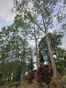 A scenic view featuring several tall trees with vibrant green leaves under a partly cloudy sky. Among the trees, there are striking rainbow eucalyptus trees with smooth, multi-colored bark. At the base of the trees, there are clusters of colorful foliage, including deep red and yellow-green plants, nestled on a gently sloping grassy area. The overall atmosphere conveys a lush, natural setting. Fraijanes, Alajuela, Costa Rica.