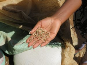 An open palm holding sprouted millet seeds with tiny white shoots, above rustic woven storage sacks.