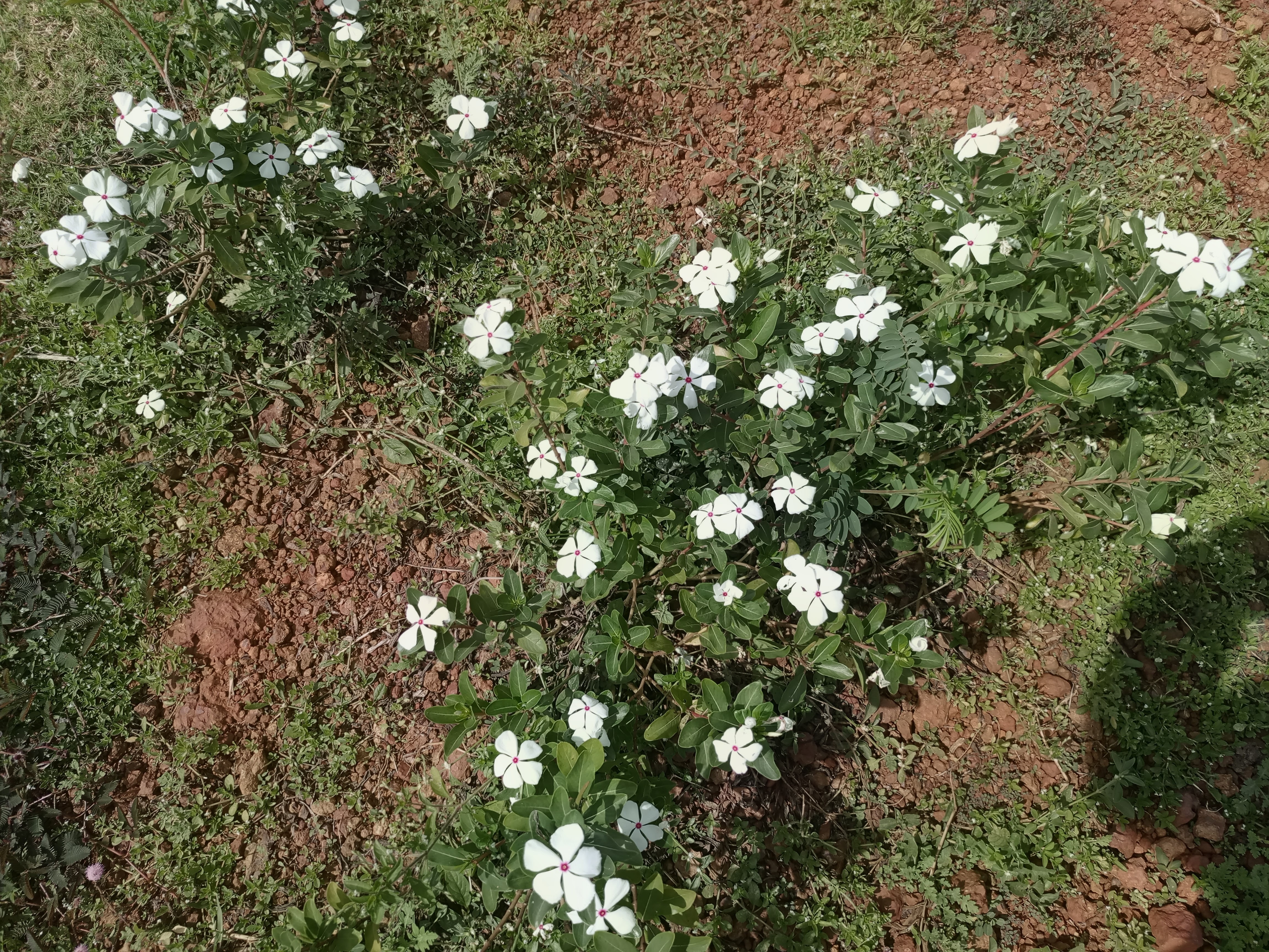 Small white five-petaled flowers with red centers grow on green bushes over reddish-brown soil with grass and weeds, viewed from above in bright daylight.