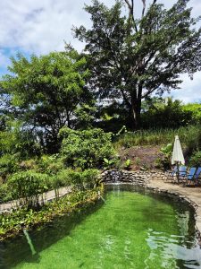 A peaceful garden scene with a small green pond surrounded by lush trees, plants, and stone details, creating a fresh, natural, and relaxing atmosphere under the bright daylight