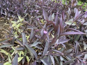 Ground-level view of purple-leaf plants with small delicate pink flowers scattered throughout the foliage.