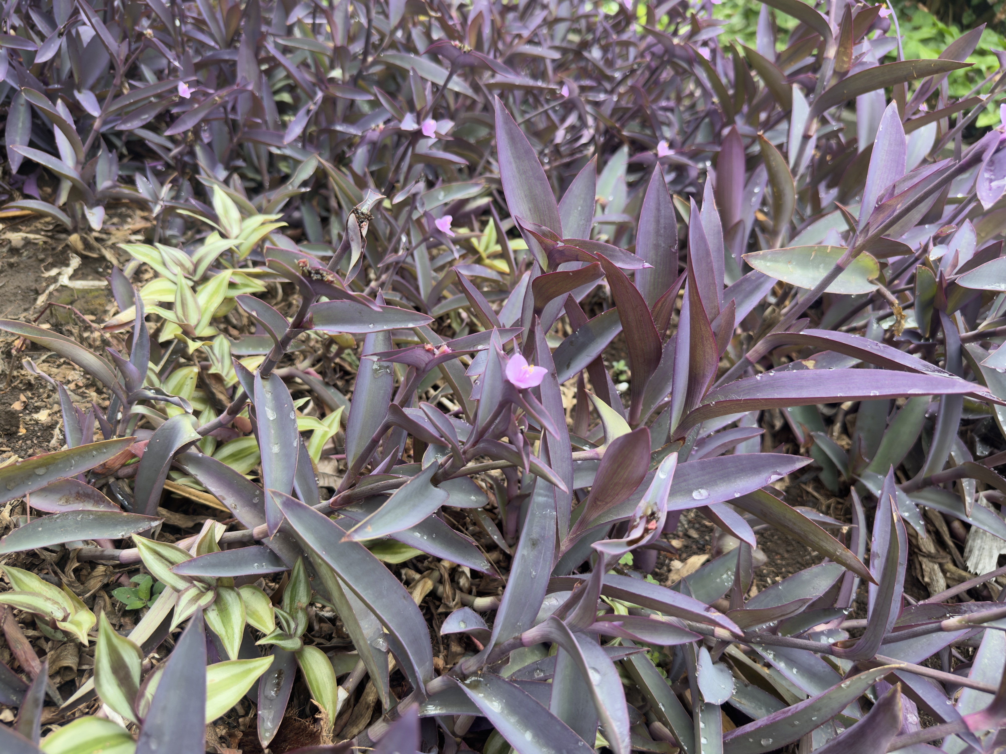 Ground-level view of purple-leaf plants with small delicate pink flowers scattered throughout the foliage.