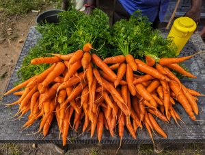 A close-up view of a bundle of fresh, vibrant orange carrots with lush green tops, arranged neatly on a textured surfac