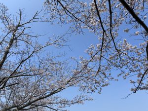 A view of blossoming cherry tree branches against a clear blue sky, showcasing delicate pink flowers and bare twigs interspersed among them. 