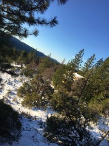 A winter landscape featuring a snow-covered ground surrounded by evergreen trees under a clear blue sky. The scene is captured from a slightly elevated angle, showcasing the texture of the snow and the greenery of the trees. In the background, rolling hills are visible, adding depth to the tranquil outdoor setting.