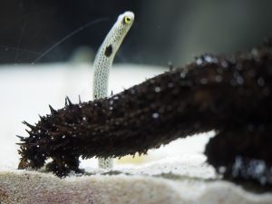 A close-up underwater shot reveals a striped moray eel with a striking yellow eye peeking from behind a dark, spiky sea cucumber. The sandy ocean floor provides a neutral backdrop, keeping the focus sharp on the textures of the eel and the sea cucumber in the foreground.

Colors