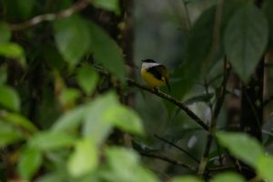 A small bird sitting on a branch in a forest, seen through an opening in the leaves.  It's in Costa Rica.
