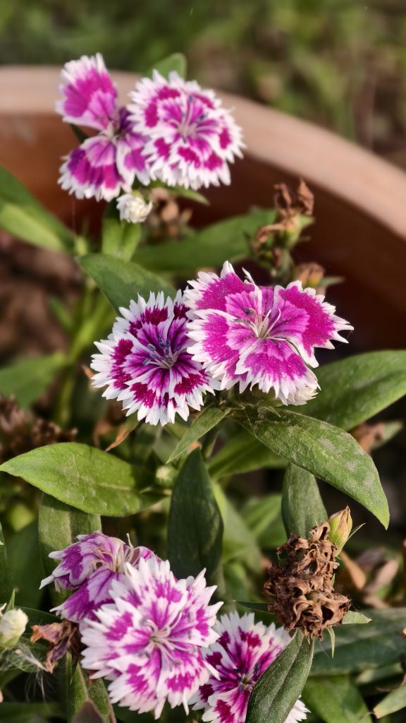Bright pink and white flowers with jagged edges bloom together in a flower pot.