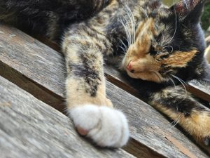 A sleepy calico cat is stretched out on a wooden surface, with its eyes closed and fur displaying a mix of orange, black, and white patches.
