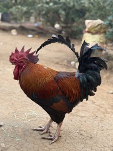
A vibrant, colorful rooster stands prominently on a dirt path.