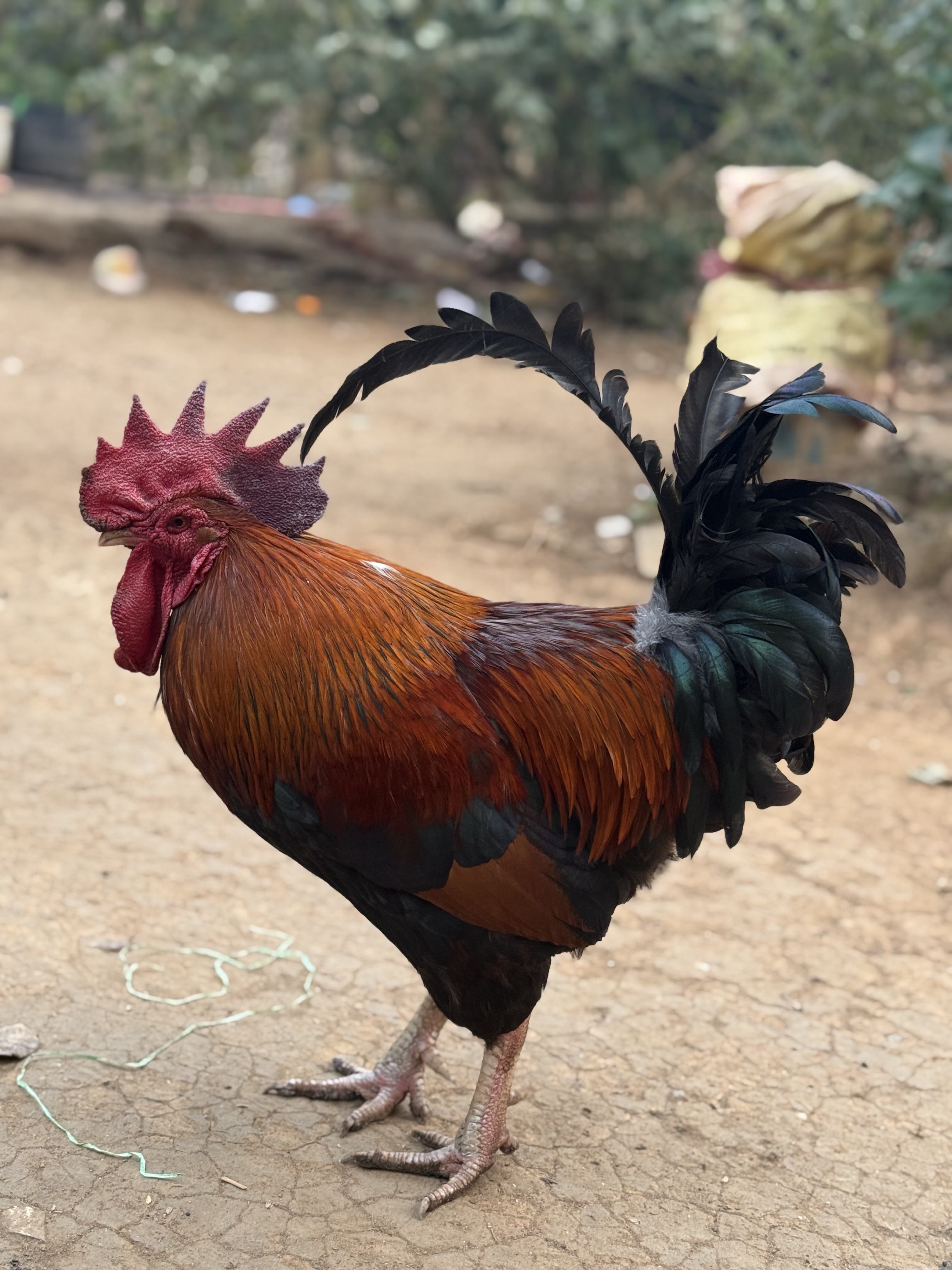 A vibrant, colorful rooster stands prominently on a dirt path.