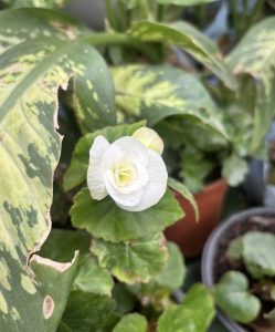 A close-up of a delicate white flower surrounded by lush green leaves. 