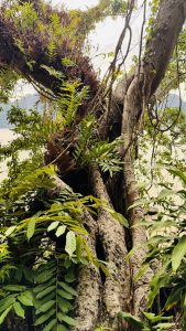 Close-up of a massive tree trunk with deep ridged bark and ferns growing on it, with nearby green foliage in the foreground and a bay with distant hazy mountains under an overcast sky.