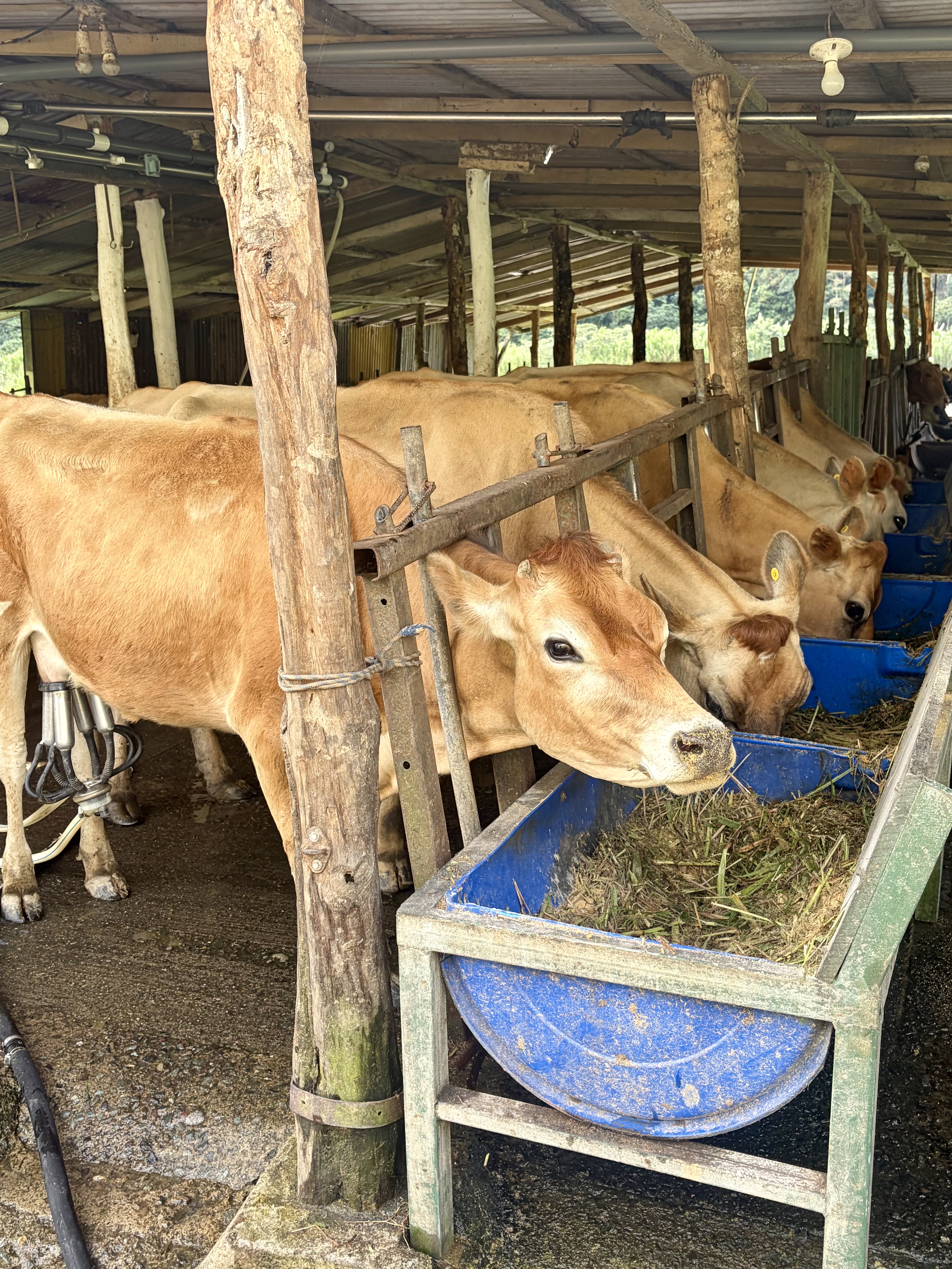 A row of cows feeding from blue troughs in a barn setting. The cows appear to be a light brown color with various ear tags.