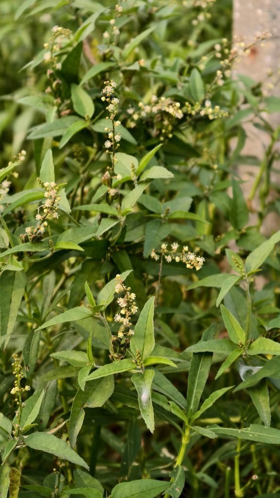 A green wild plant grows densely with upright stems holding clusters of tiny white and yellow flowers among pointed green leaves.