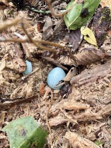 Bright blue egg resting on dry leaves and branches on the forest floor, with a blurred twig in front and a faint broken shell behind.