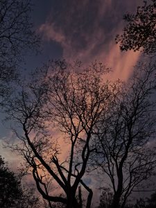 A dramatic sunset sky with soft pink, purple, and blue tones behind the dark silhouettes of tall leafless trees, creating a calm and slightly mysterious evening atmosphere