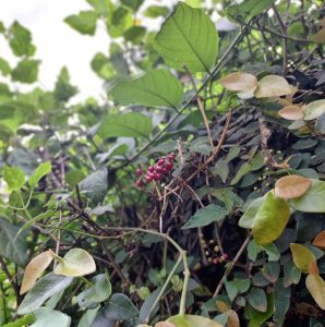 A cluster of small red berries growing among green leaves and vines. 