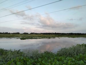 
A tranquil landscape showing a wide, reflective body of water surrounded by green vegetation.