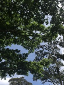 
A view of lush green tree branches against a clear blue sky, with patches of clouds visible. 
