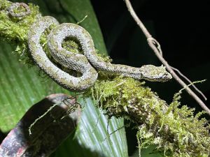 A slender snake is coiled around a mossy branch in a dense green forest, blending with the surroundings.