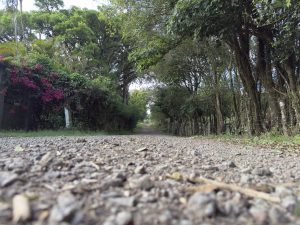 A low-angle view of a gravel path stretches forward through a lush, tree-lined corridor, with dense greenery and a splash of pink flowers on the side, creating a natural tunnel-like scene.
