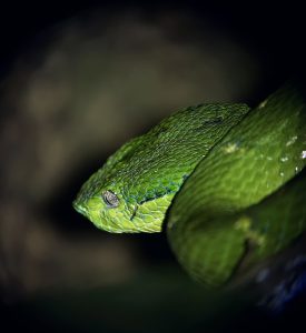 Close-up of a green side-striped palm pit viper in Costa Rica, showing its detailed eyes and textured scales, with a soft shadow in the background.